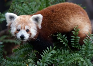 Red Panda- Rusty